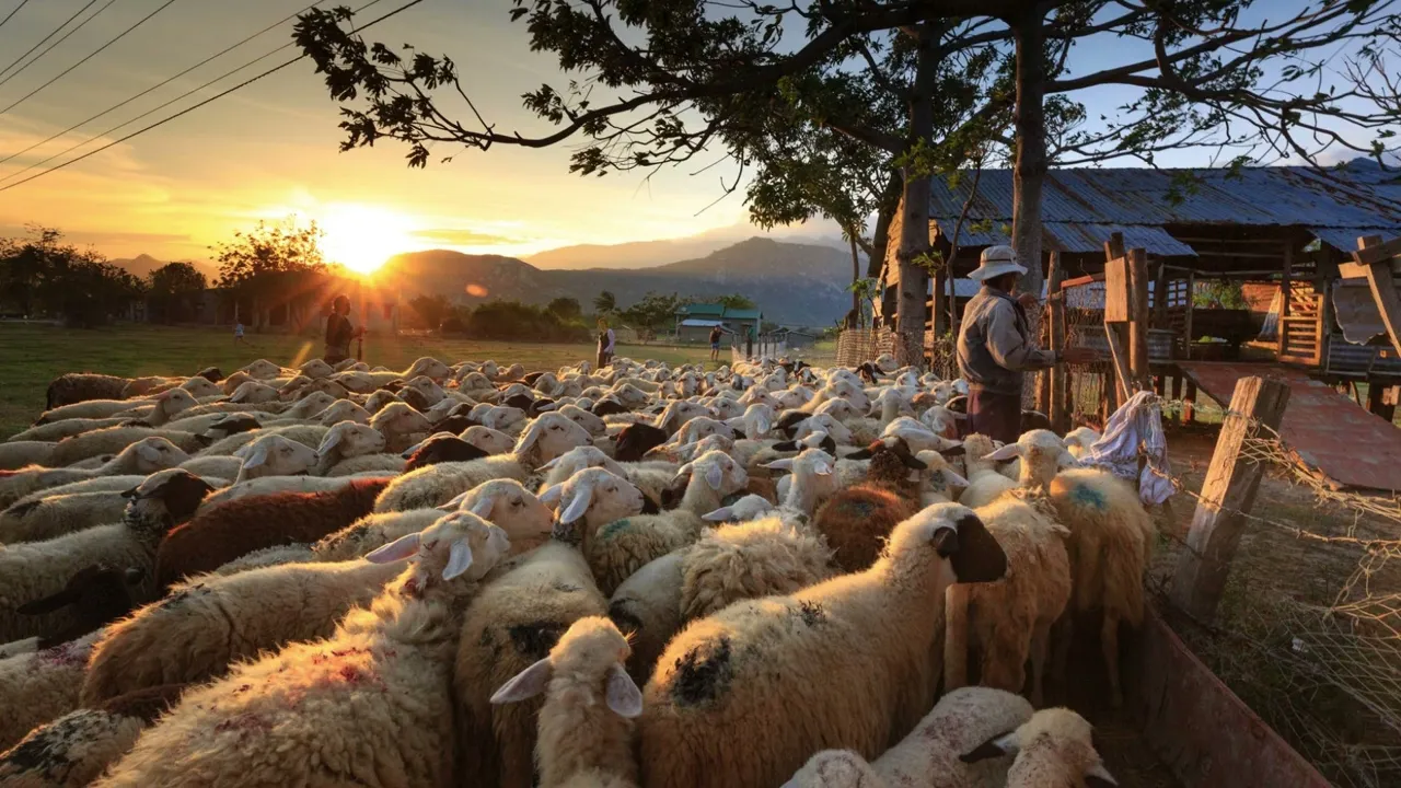 Andrew Maze - Sarba Ciobaneasca