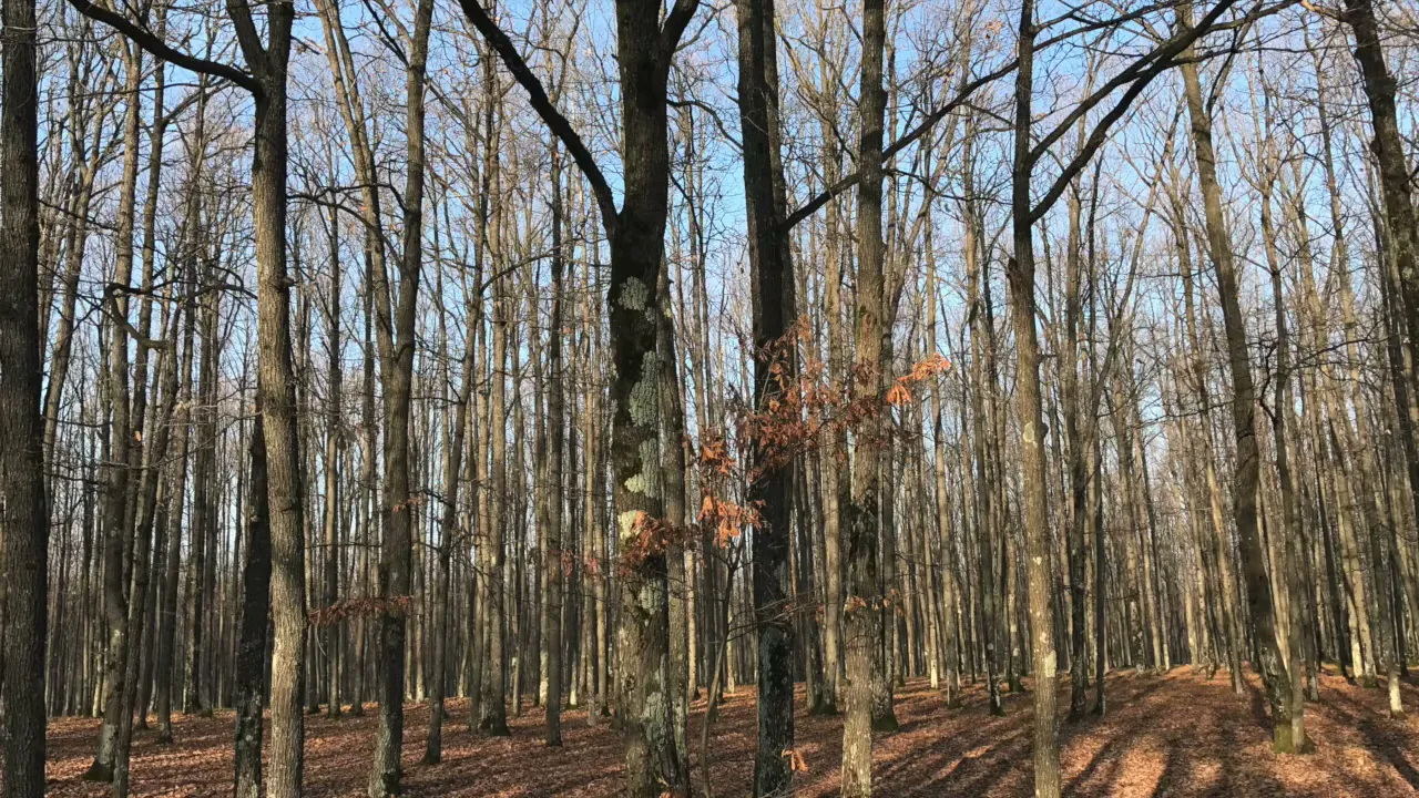 ORFEU DIN BRAILA - Instrumentala - muzica veche