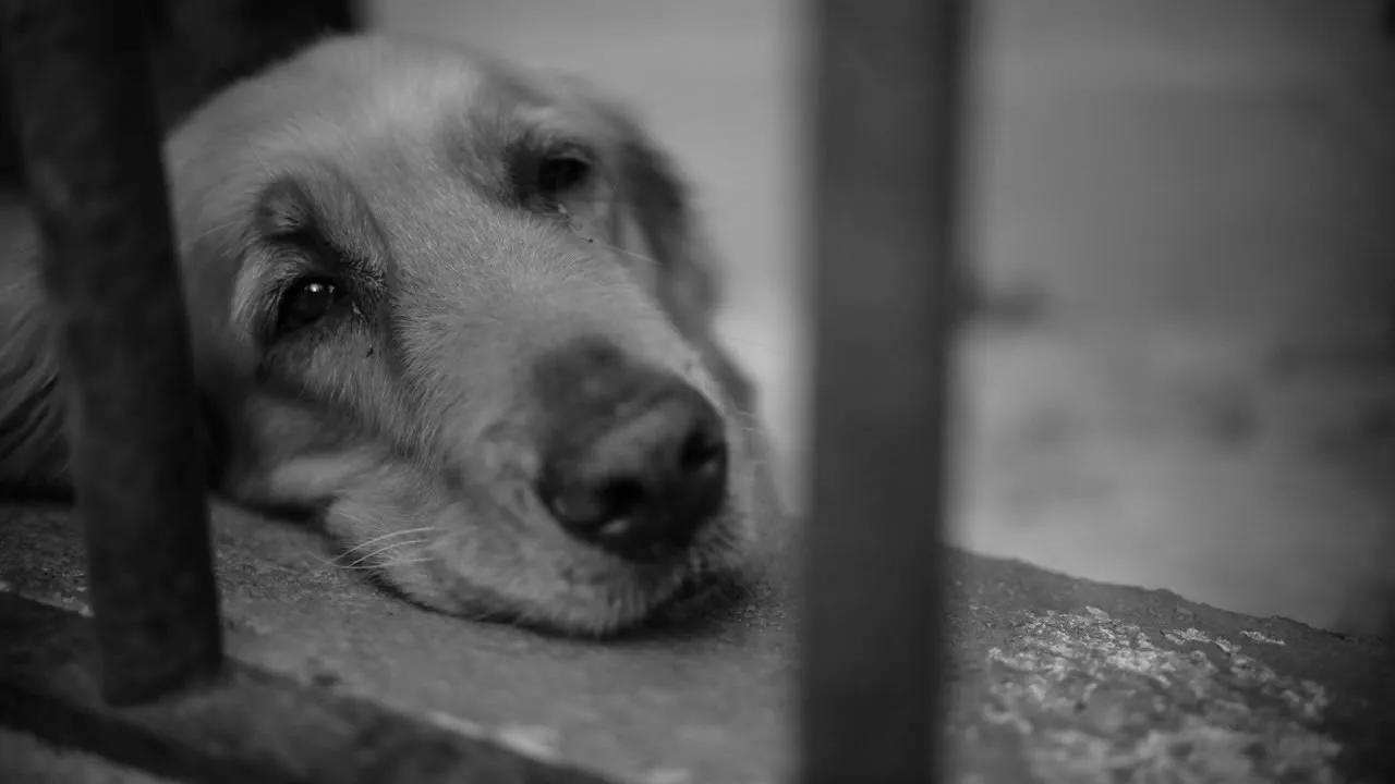 STRAINATATE, STRAINATATE Muzica De Petrecere 2022