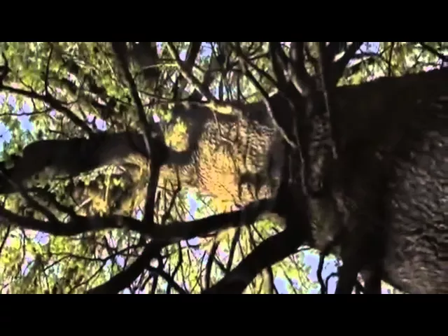 Tudor Gheorghe - Cantec pentru mama