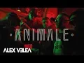 Alex Velea - Animale (Original Radio Edit)
